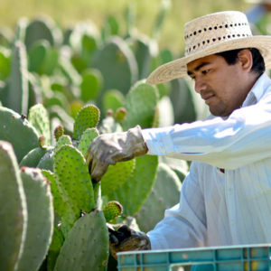 Rancho Natura: Jugo 100% Orgánico, Natural y Mexicano.